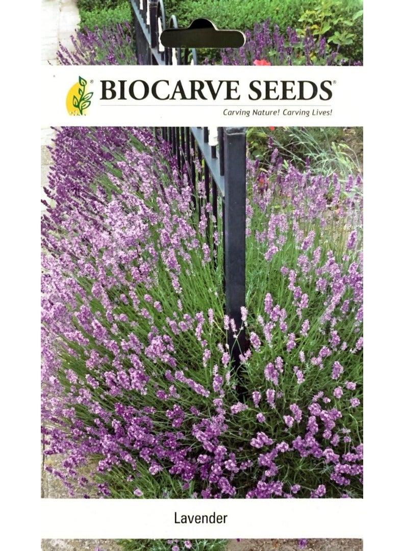BIOCARVE SEEDS Lavender Seeds