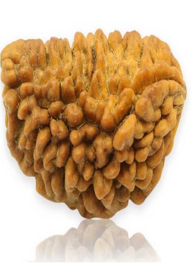 TRINETRA GEMS STONE Natural Half Moon Shaped 1 Mukhi Kaju Dana Rudraksha Nepali Holy Beads One Face Rudraksha Original Certified BY Lab For Men And Women - Image 2