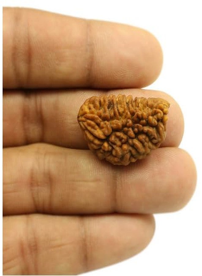 TRINETRA GEMS STONE Natural Half Moon Shaped 1 Mukhi Kaju Dana Rudraksha Nepali Holy Beads One Face Rudraksha Original Certified BY Lab For Men And Women - Image 3