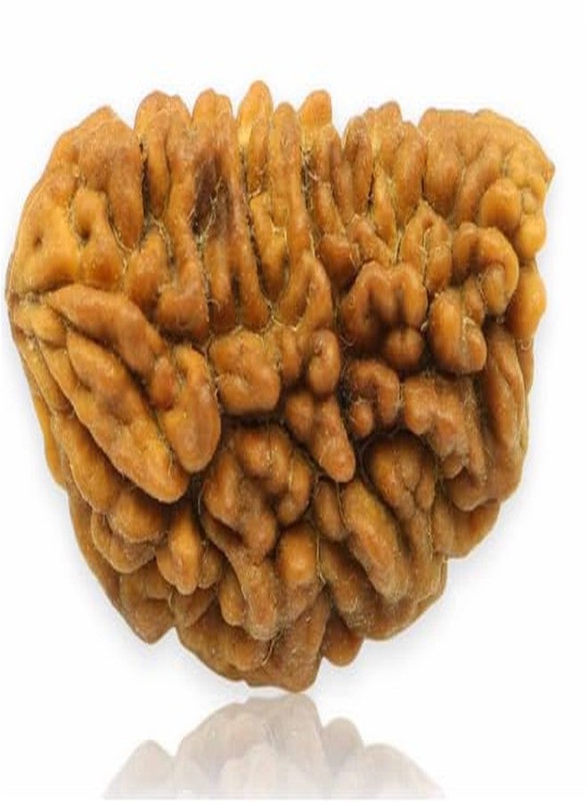 TRINETRA GEMS STONE Natural Half Moon Shaped 1 Mukhi Kaju Dana Rudraksha Nepali Holy Beads One Face Rudraksha Original Certified BY Lab For Men And Women - Image 1