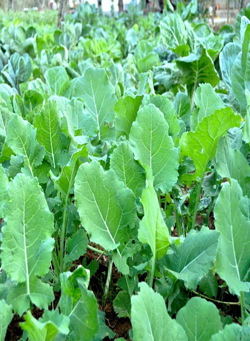 GGOOT Green Garden Flower Plants-100Pcs/Bag Kale Seeds Fruit Edible Prolific Strong Vitality Nutritious Plant Kale Seeds for Garden - Kale Seeds - Image 3