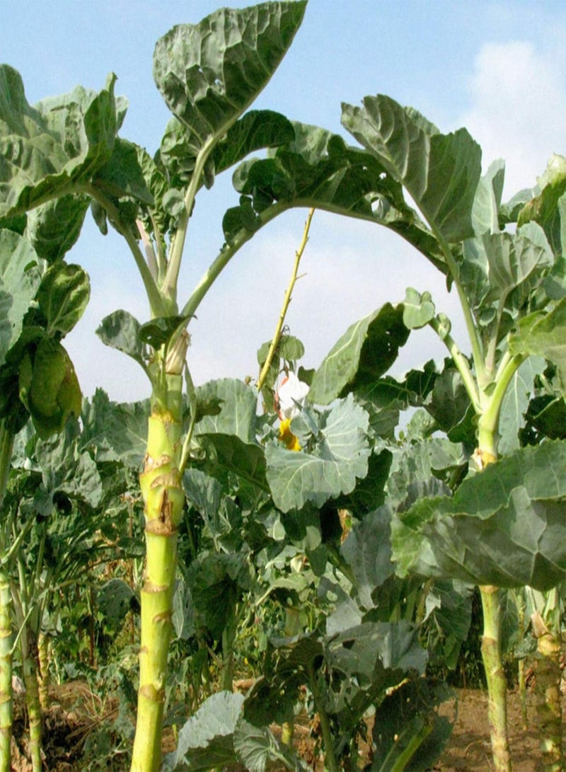 GGOOT Green Garden Flower Plants-100Pcs/Bag Kale Seeds Fruit Edible Prolific Strong Vitality Nutritious Plant Kale Seeds for Garden - Kale Seeds - Image 5