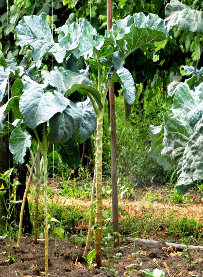 GGOOT Green Garden Flower Plants-100Pcs/Bag Kale Seeds Fruit Edible Prolific Strong Vitality Nutritious Plant Kale Seeds for Garden - Kale Seeds - Image 1