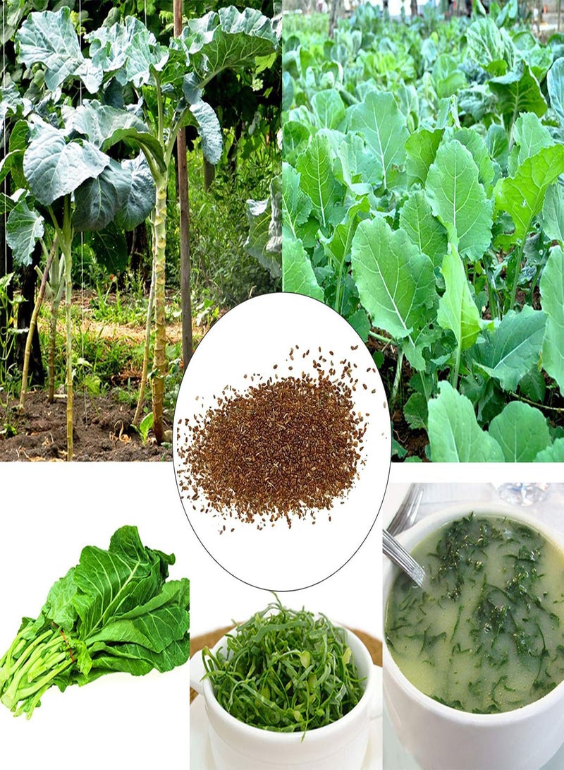 GGOOT Green Garden Flower Plants-100Pcs/Bag Kale Seeds Fruit Edible Prolific Strong Vitality Nutritious Plant Kale Seeds for Garden - Kale Seeds - Image 2