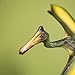 Gemini&Genius GeminiGenius Pterosau Dinosaur Toys for Kids Pterosaur Toy Figure Flying Dinosaur Toys Pterodactyl Toys Pteranodon Figure Toys Gifts or Cake Toppers for Kids2Pcs - Image 4