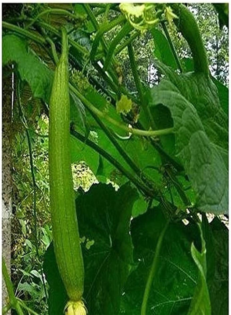 جي جوت 60 قطعة من بذور اللوف السنوية منخفضة التكلفة وسهلة الصيانة لزراعة حديقة الفناء والتراس في الخريف والحصاد والاستمتاع بمتعة المناظر الطبيعية الرعوية - Image 1