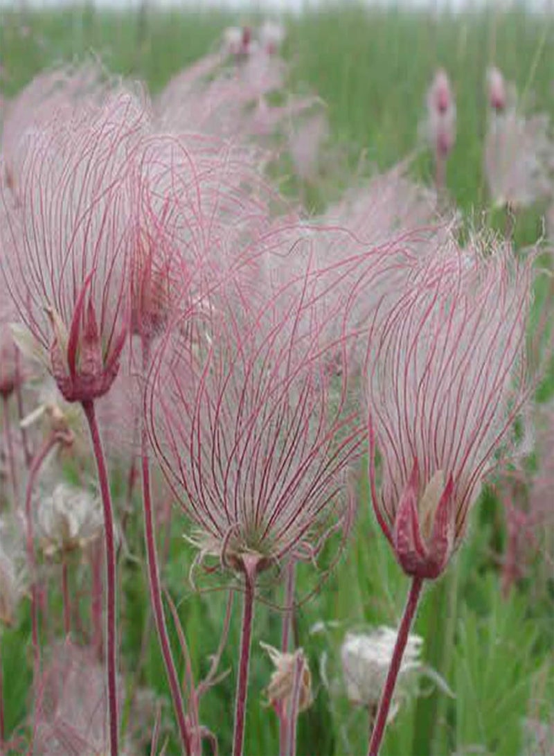 GGOOT 200Pcs Prairie Smoke Seeds (Rosaceae) Pink Flower Hardy Perennial Fresh Easy to Grow Herb Flower Plants Seeds for Planting Garden Yard Outdoor Seeds - Image 2
