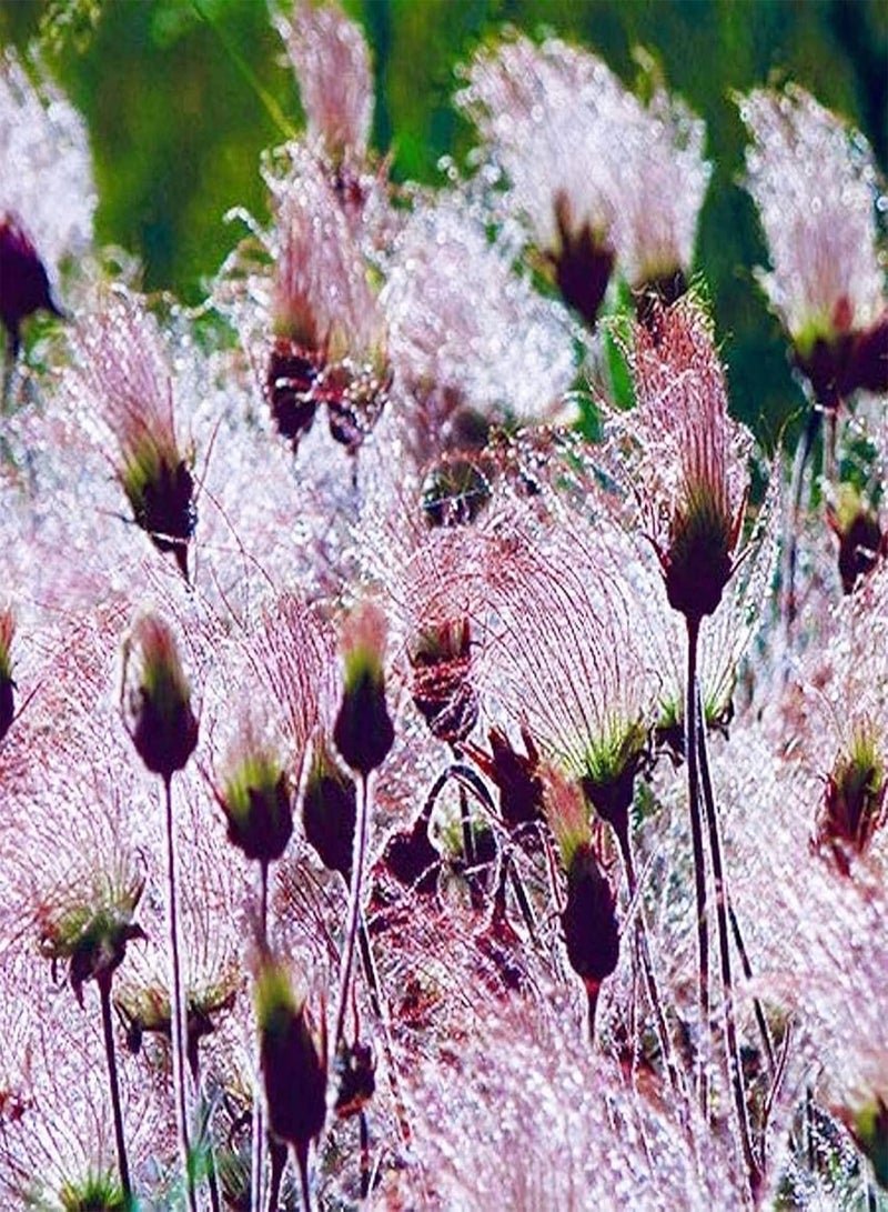 GGOOT 200Pcs Prairie Smoke Seeds (Rosaceae) Pink Flower Hardy Perennial Fresh Easy to Grow Herb Flower Plants Seeds for Planting Garden Yard Outdoor Seeds - Image 5