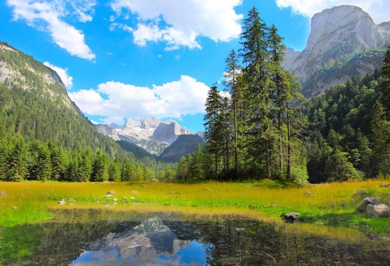 AOFOTO 7x5ft Natural Scenic Backdrop Forest Tree Photography Background Adult Man Boy Girl Artistic Portrait Snow Mountain Sky Outdoor Trip Photo Shoot Studio Props Video Drop Seamless Vinyl Wallpaper