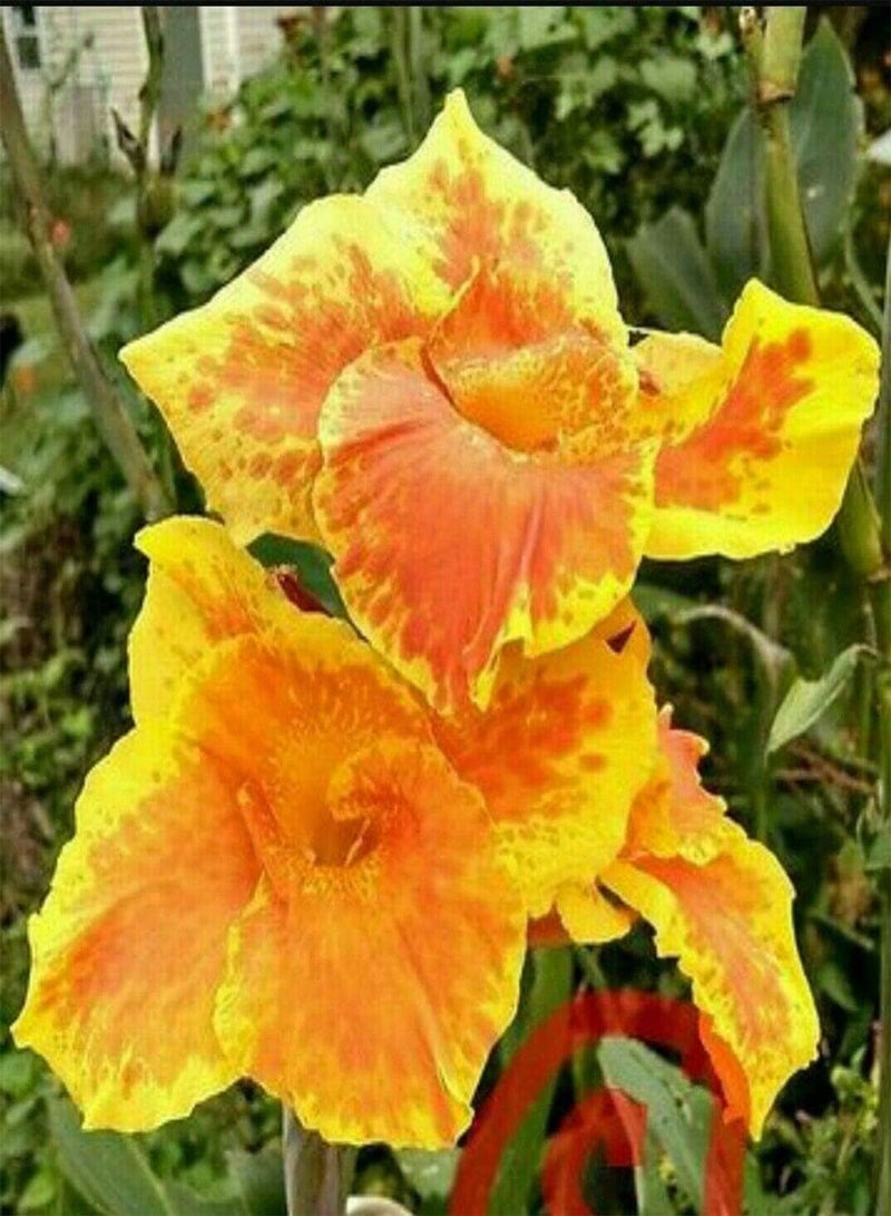 جي جوت بذور نبات القنا المعمرة الطازجة والجميلة، قطعتان من بذور نبات القنا المعمرة/الجذامير، أصناف برتقالية نادرة، رائحة غريبة، نبات عائلي في الربيع - Image 4