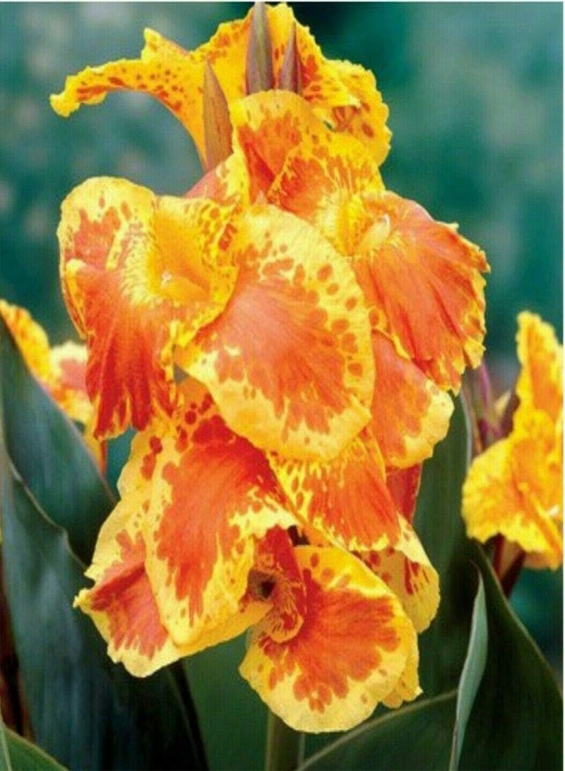 جي جوت بذور نبات القنا المعمرة الطازجة والجميلة، قطعتان من بذور نبات القنا المعمرة/الجذامير، أصناف برتقالية نادرة، رائحة غريبة، نبات عائلي في الربيع - Image 1