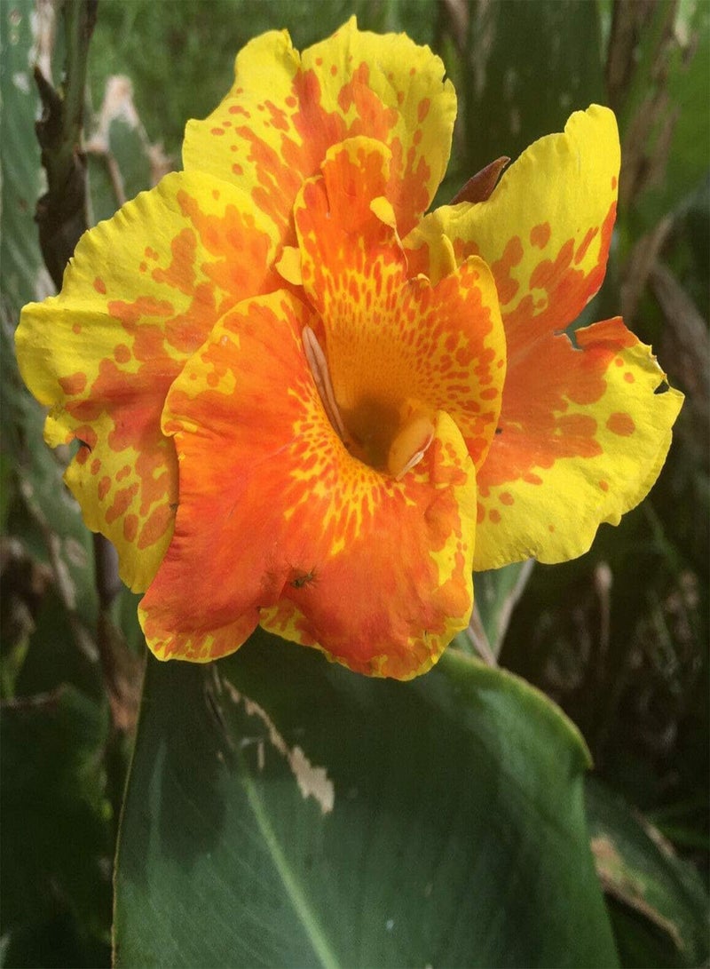 جي جوت بذور نبات القنا المعمرة الطازجة والجميلة، قطعتان من بذور نبات القنا المعمرة/الجذامير، أصناف برتقالية نادرة، رائحة غريبة، نبات عائلي في الربيع - Image 2