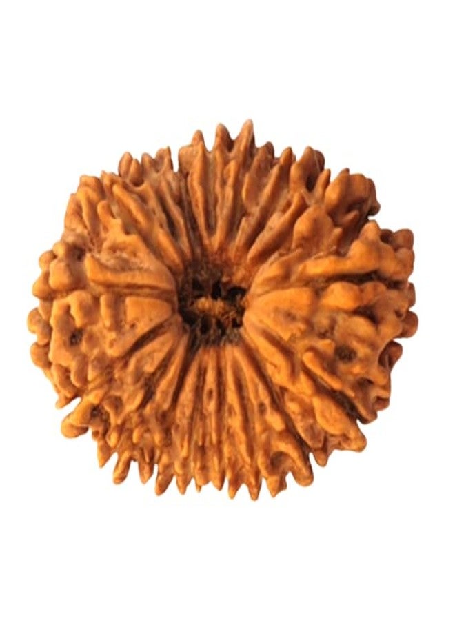 IRIS GEMS 17 Mukhi Rudraksha Original Certified 27mm With Silver Capping 17 Face Rudraksha Nepal Satrah Mukhi For Men Women 17 Faced - Image 3