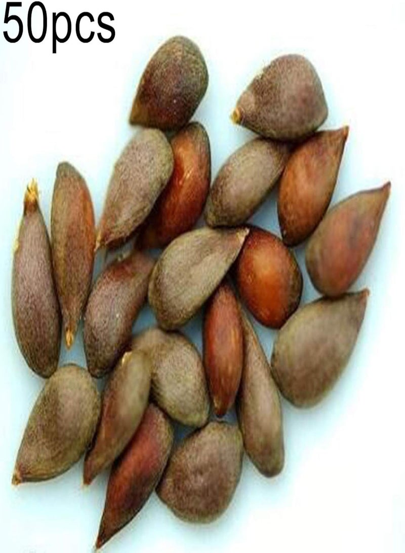 GGOOT Fresh Fruit Seed with 50Pcs Pepino Seeds Sweet Melon Fruit Muricatum Bonsai Garden Yard Plant for Planting Garden Yard Home Landscaping - Image 2