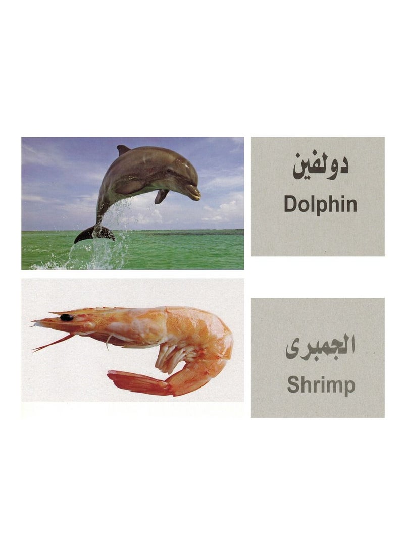 Flash - Educational Cards Marine Organisms - Image 1