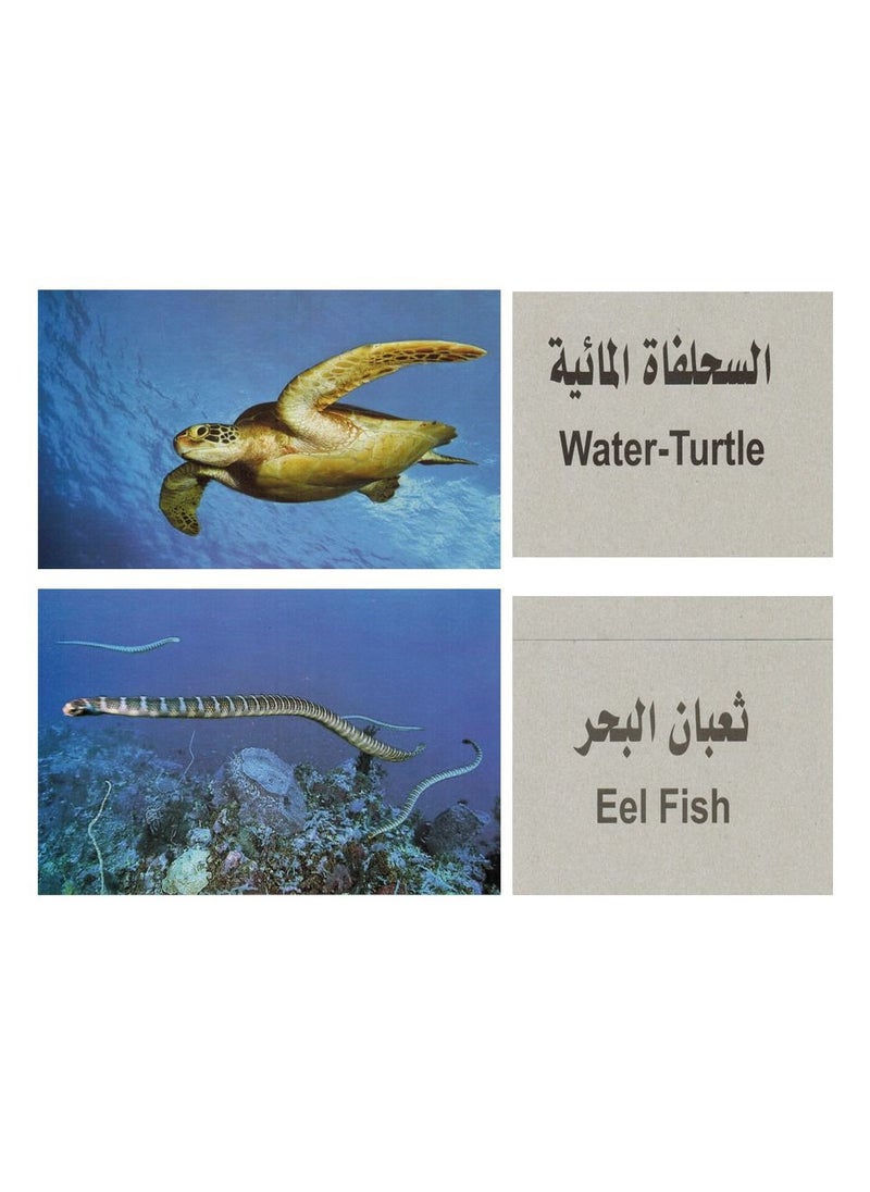 Flash - Educational Cards Marine Organisms - Image 1