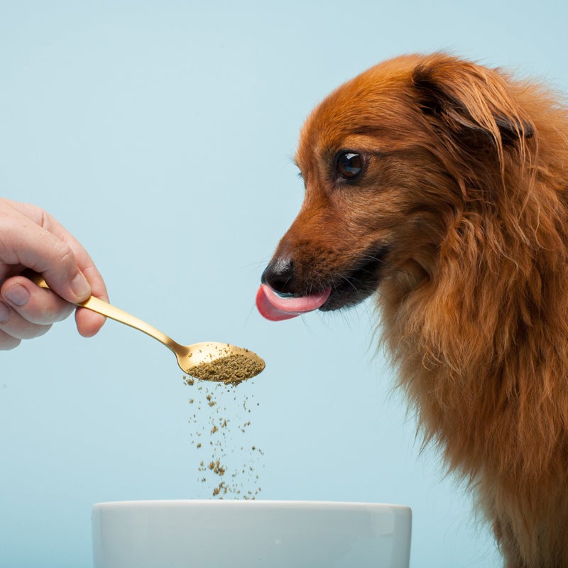 The Missing Link Pet Kelp Canine Probiotic 8oz Superfood Powdered Supplement, Organic & Limited Ingredient Formula for Digestive Health of Dogs - Image 2