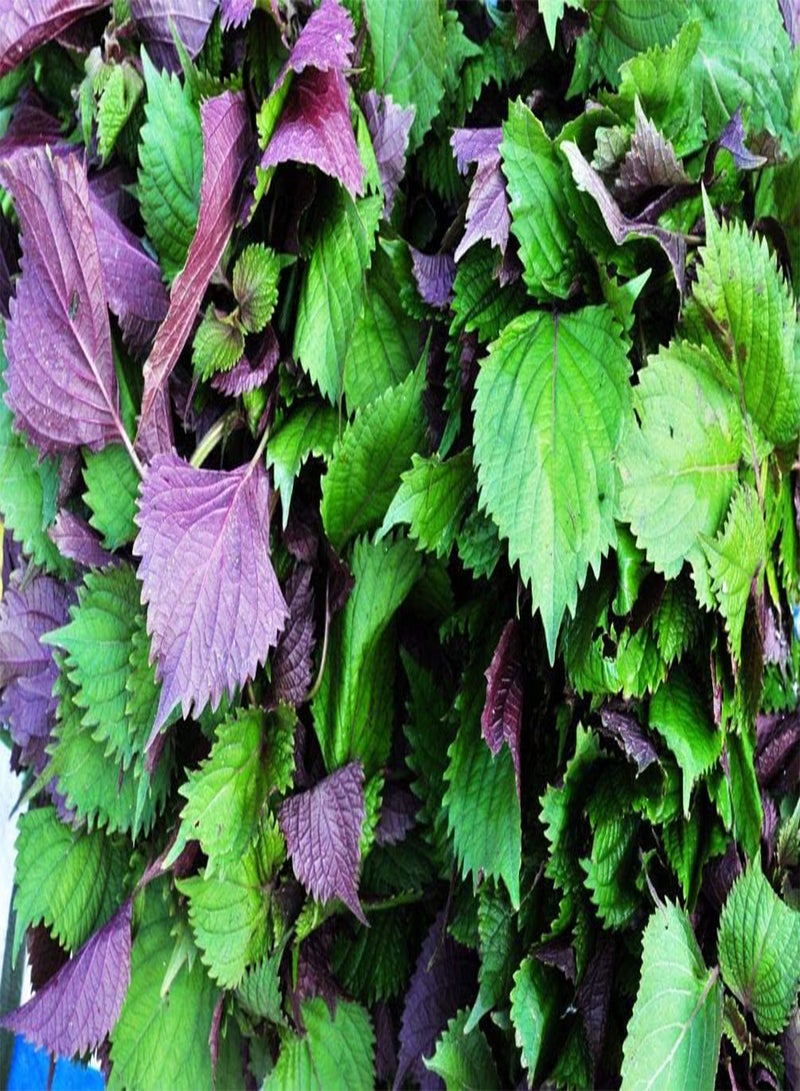 جي جوت 200 قطعة من بذور البيريلا للزراعة - عبوة تراثية، هدية رائعة للبستنة - Image 3