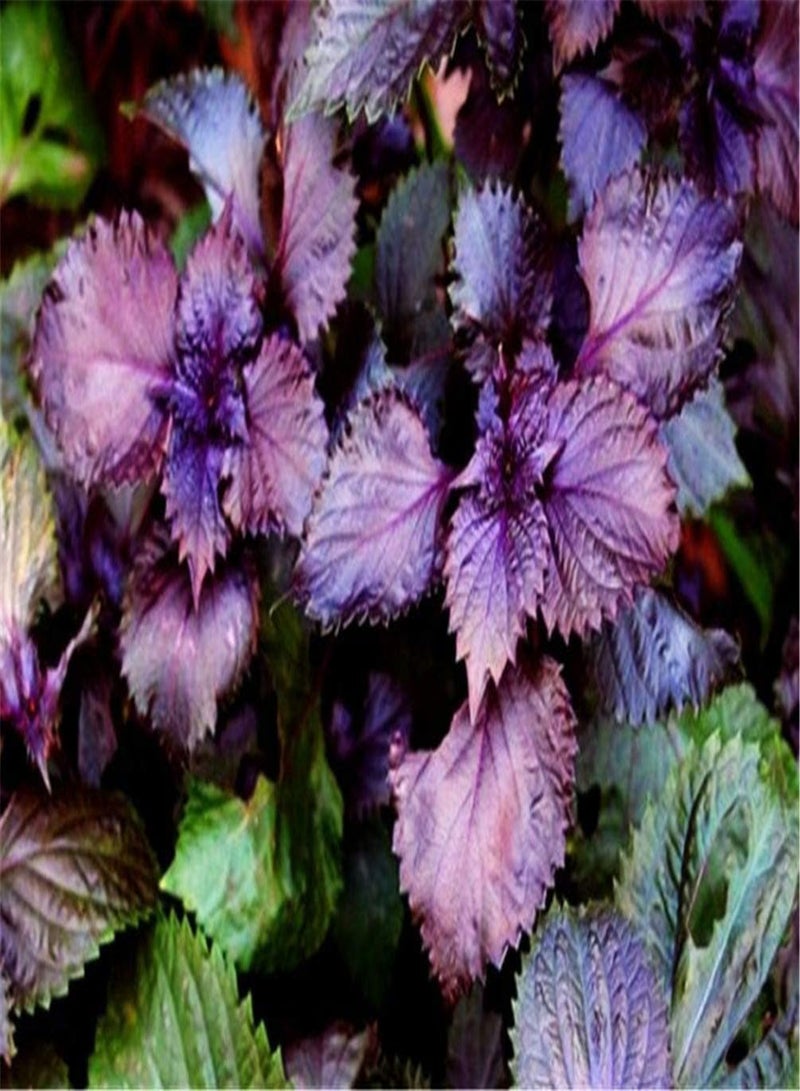 جي جوت 200 قطعة من بذور البيريلا للزراعة - عبوة تراثية، هدية رائعة للبستنة - Image 2