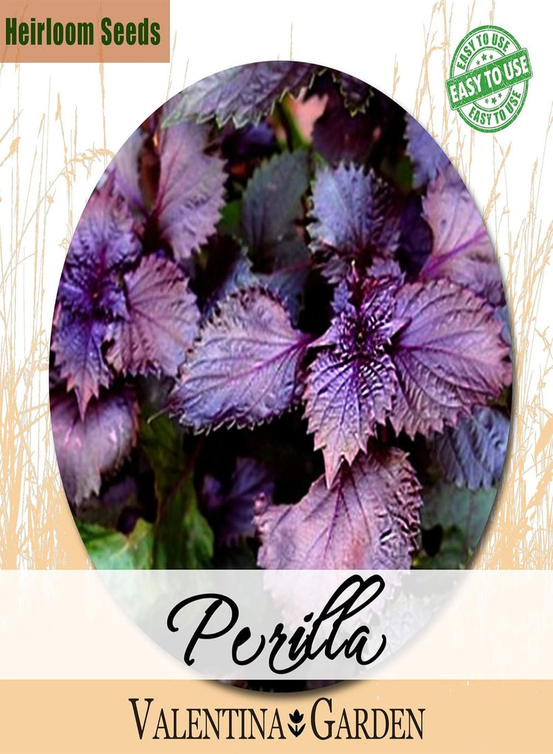 جي جوت 200 قطعة من بذور البيريلا للزراعة - عبوة تراثية، هدية رائعة للبستنة - Image 1