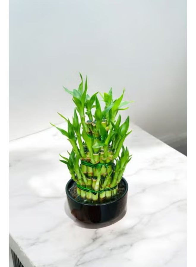Lucky Bamboo Plant 3-Tier Tower in Ceramic Black Pot | Live Indoor Plant for Home & Office Décor Feng Shui Lucky Plant Easy Care Air Purifying Houseplant