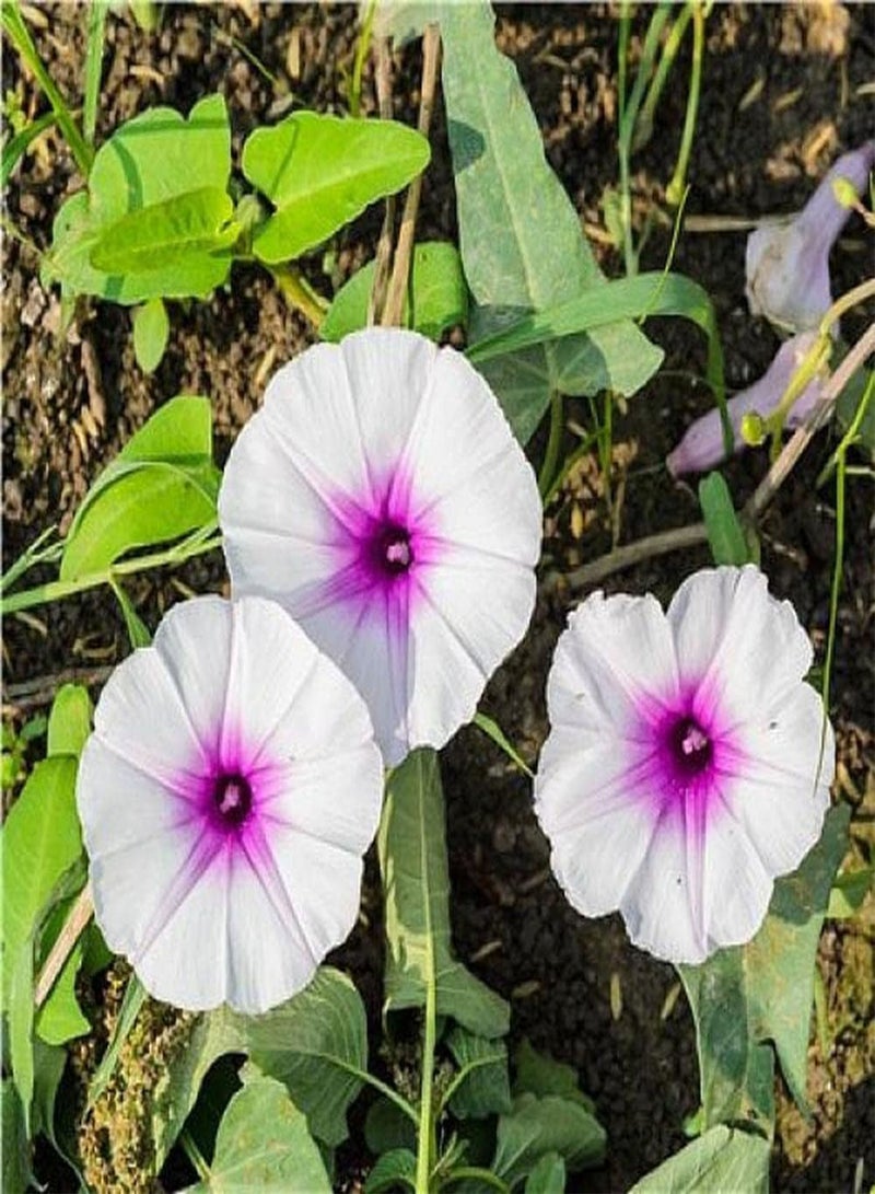 جي جوت 100 قطعة من بذور المجد الصباحي سهلة الزراعة في الهواء الطلق، أصناف زهور منخفضة الصيانة، خضرة عمودية، فناء، شرفة - Image 1