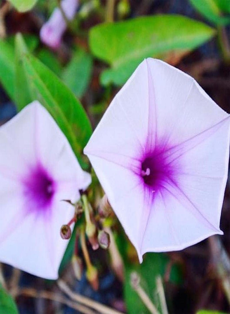 جي جوت 100 قطعة من بذور المجد الصباحي سهلة الزراعة في الهواء الطلق، أصناف زهور منخفضة الصيانة، خضرة عمودية، فناء، شرفة - Image 3