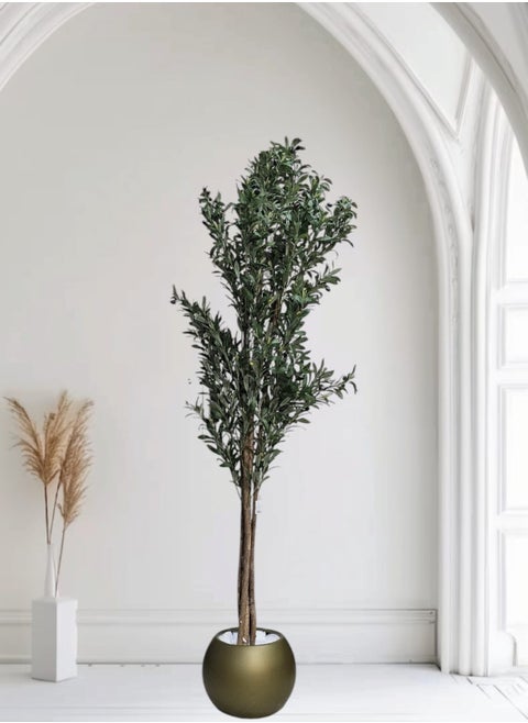 Fruitful olive tree with a large golden pot, attractive design, make your home more elegant, 210 cm