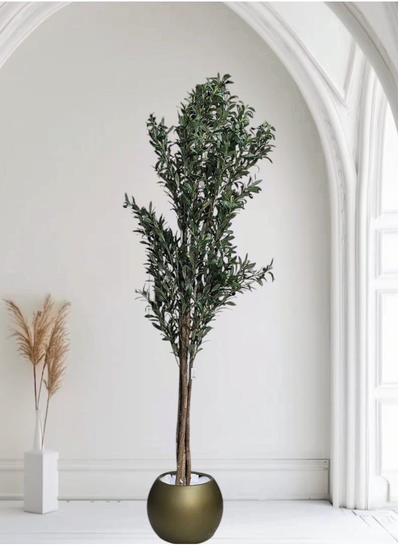 Fruitful olive tree with a large golden pot, attractive design, make your home more elegant, 210 cm