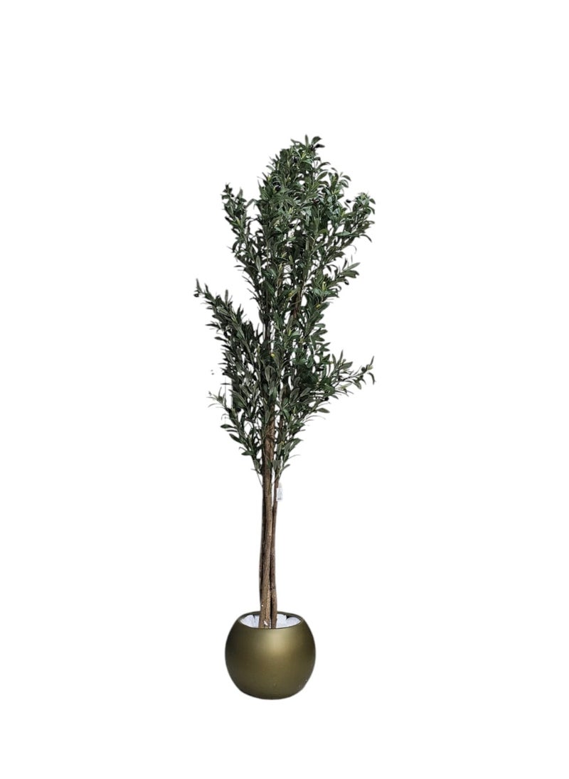 Fruitful olive tree with a large golden pot, attractive design, make your home more elegant, 210 cm