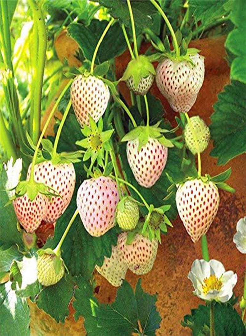 GGOOT Egrow 100Pcs/Pack White Strawberry Seeds Garden Indoor Bonsai Organic Fragaria Fruit Seed - Image 3