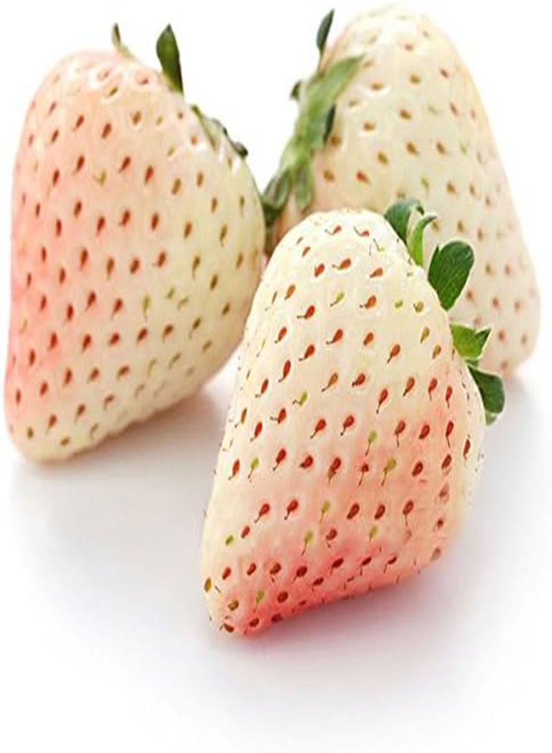GGOOT Egrow 100Pcs/Pack White Strawberry Seeds Garden Indoor Bonsai Organic Fragaria Fruit Seed - Image 1