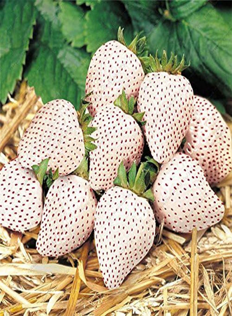 GGOOT Egrow 100Pcs/Pack White Strawberry Seeds Garden Indoor Bonsai Organic Fragaria Fruit Seed - Image 2