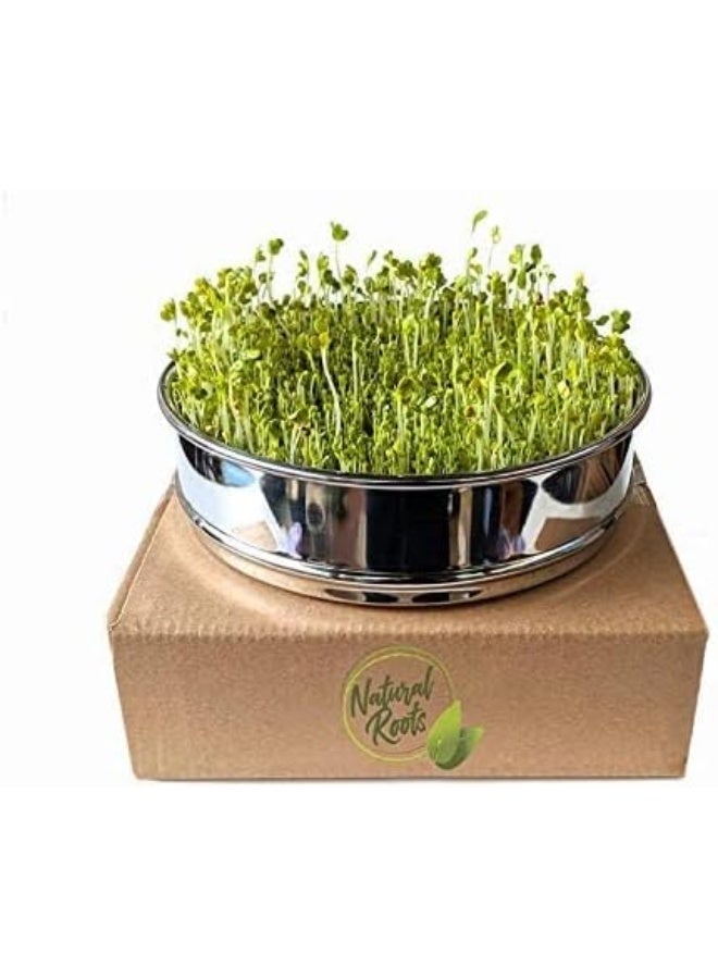 Generic Variety Pack Sprouting Seeds Broccoli, Alfalfa, Radish, Mung beans  Salad Mix for Sprouts and Microgreens. Non-GMO. Pack of 10 premeasured seeds for quart size jars or trays. Includes 2 packs of each  - Image 2