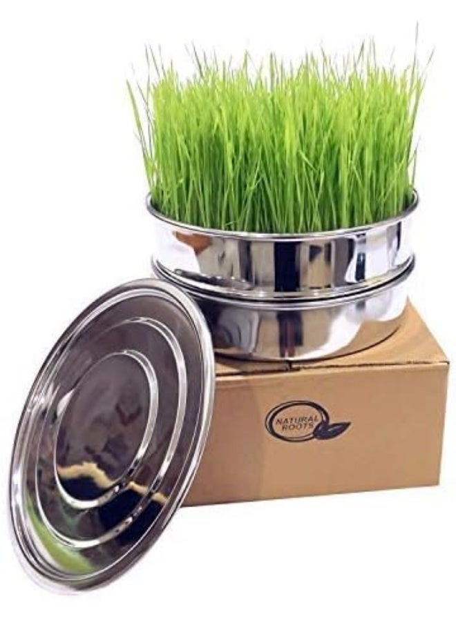 Generic Variety Pack Sprouting Seeds Broccoli, Alfalfa, Radish, Mung beans  Salad Mix for Sprouts and Microgreens. Non-GMO. Pack of 10 premeasured seeds for quart size jars or trays. Includes 2 packs of each  - Image 4