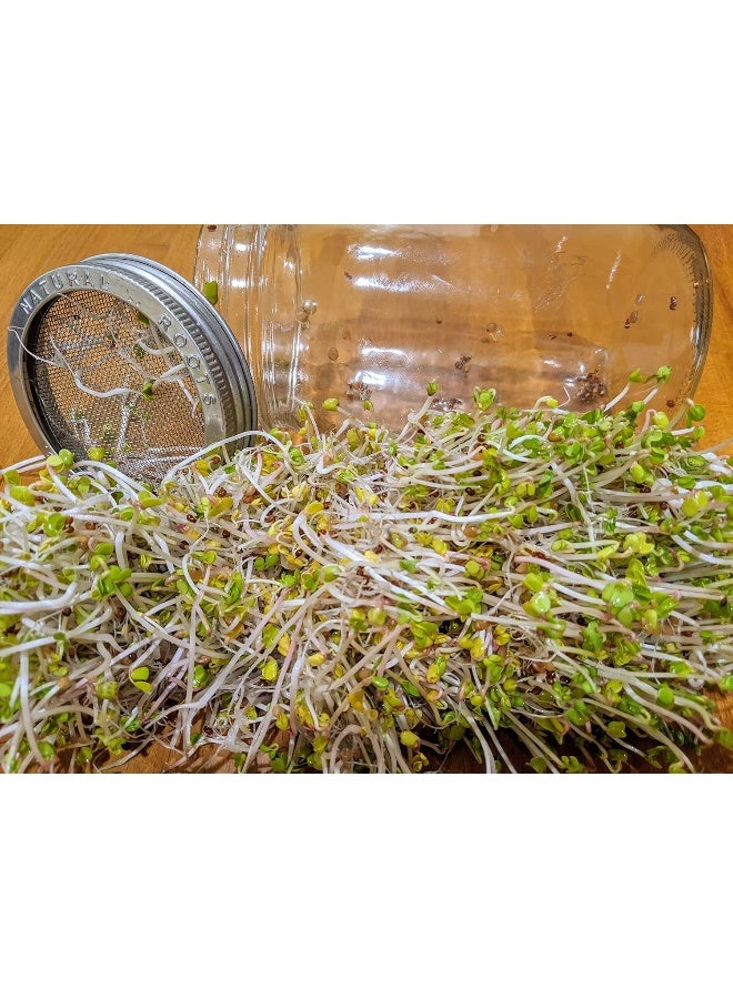 Generic Variety Pack Sprouting Seeds Broccoli, Alfalfa, Radish, Mung beans  Salad Mix for Sprouts and Microgreens. Non-GMO. Pack of 10 premeasured seeds for quart size jars or trays. Includes 2 packs of each  - Image 5