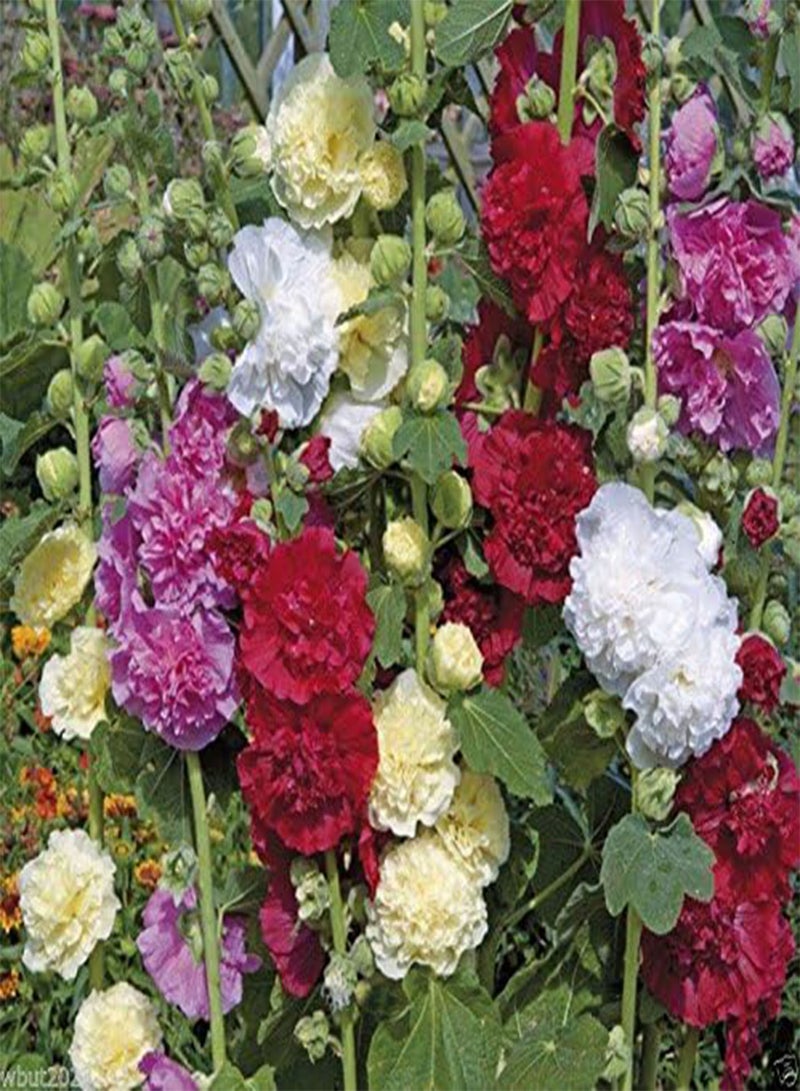 GGOOT Hollyhock 50 Seeds -Summer Carnival Hollyhock Mix - Alcea Rosea , Aas Winner - Image 1
