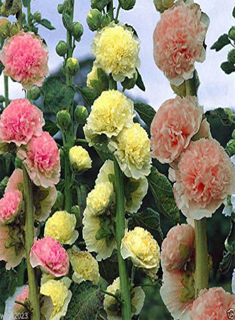 GGOOT Hollyhock 50 Seeds -Summer Carnival Hollyhock Mix - Alcea Rosea , Aas Winner - Image 2