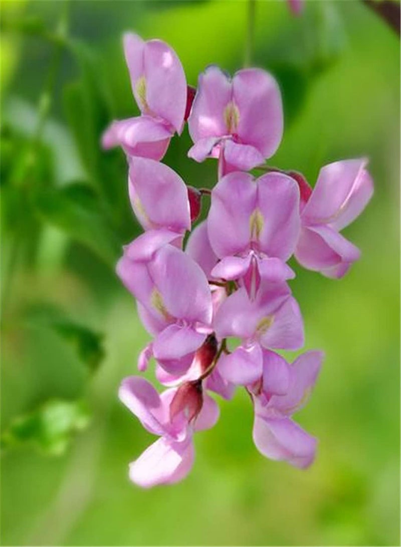 GGOOT Wisteria Seeds-Garden Collection Gift Seeds Can Blossom in Large Numbers Outdoor Seeds UK-100pcs - Image 2