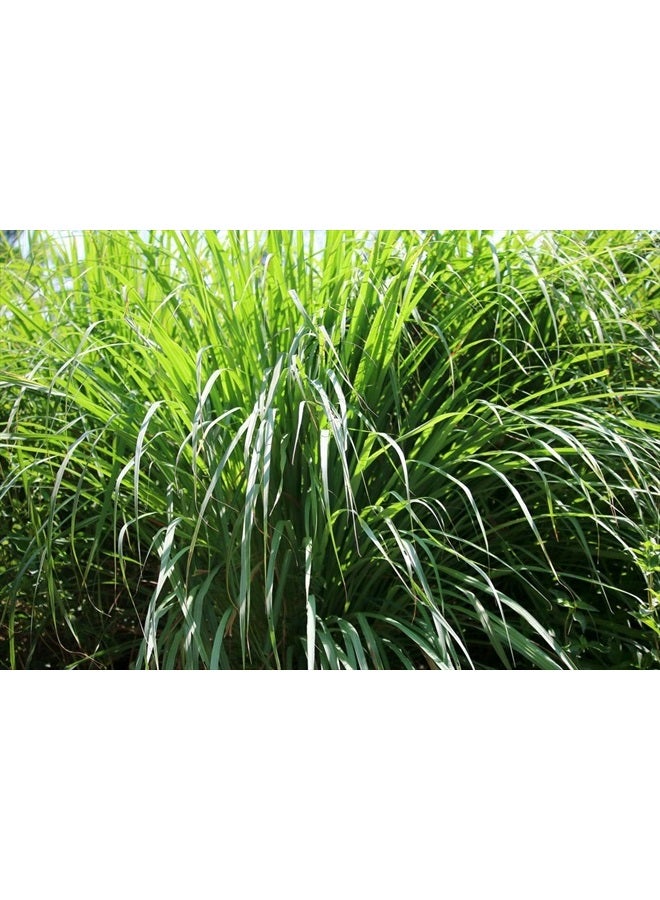 US Organic Citronella Essential Oil, USDA Certified, 100% Pure, 10 ml Pack of 2, Improved caps and droppers – Used for Skin Care, Many DIY Projects Like Candle Making and Much More - Image 3