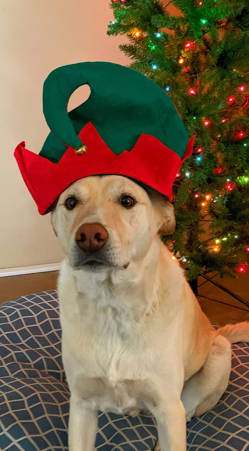 Funiverse Bulk 12 Pack Christmas Elf Hat with Jingle Bell - Adult Sized and Perfect for Any Christmas Holiday Event - Image 2