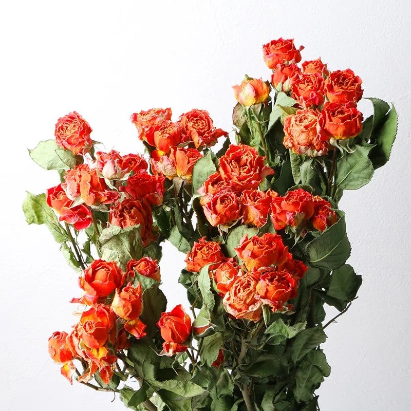 Bluejw Natural Dried Rose Buds with Stem - Wedding Bouquet, Real Dried Rose Flower Bouquets, Decorative Dried Plants - Image 4