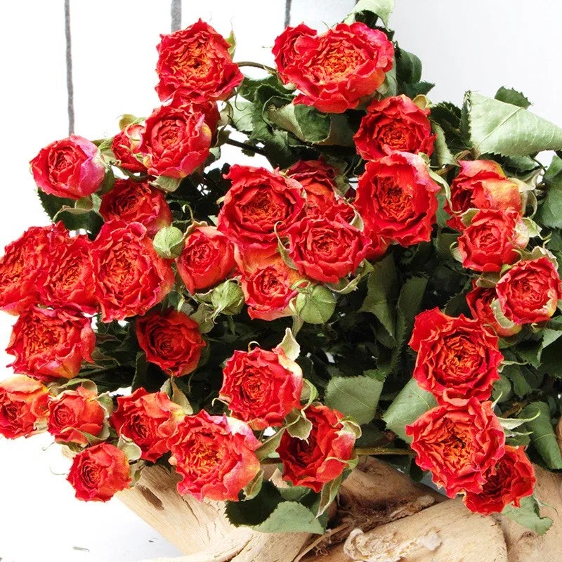 Bluejw Natural Dried Rose Buds with Stem - Wedding Bouquet, Real Dried Rose Flower Bouquets, Decorative Dried Plants - Image 1