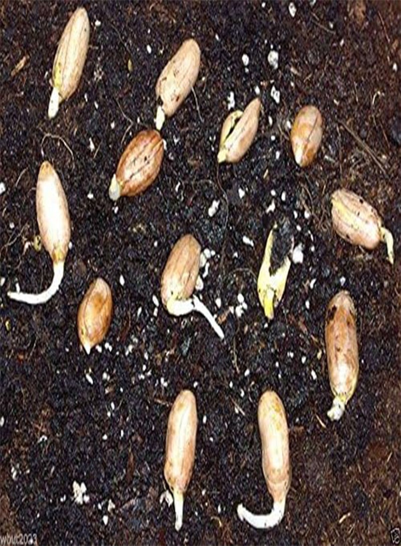 GGOOT 50 Champ Peanut Seeds (Shell) early maturing Virginia-type peanut - Image 3