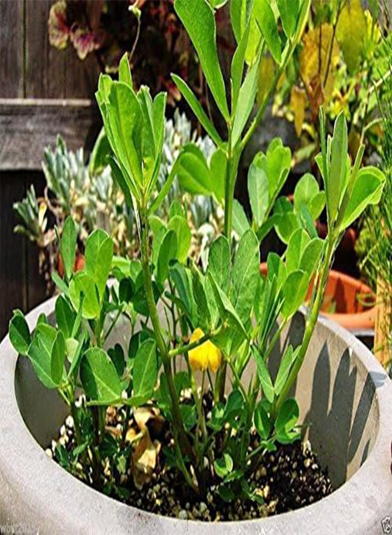 GGOOT 50 Champ Peanut Seeds (Shell) early maturing Virginia-type peanut - Image 4