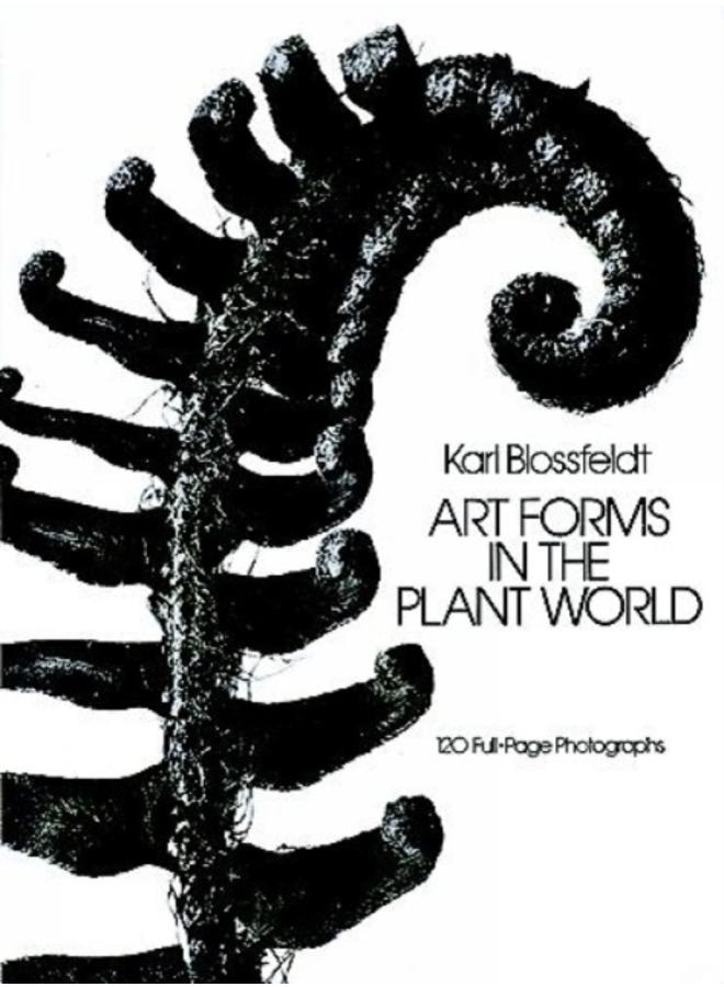 Art Forms in the Plant World 