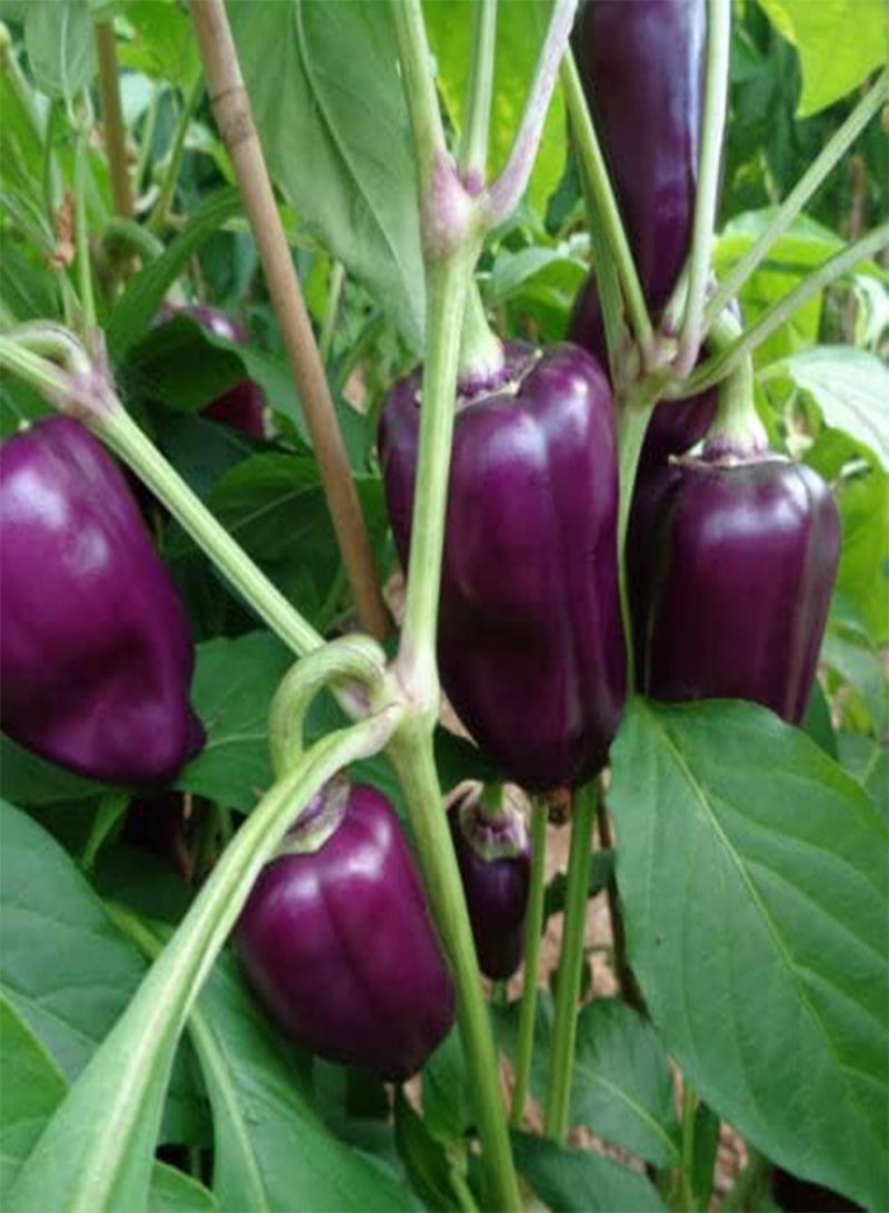 GGOOT 20 graines POIVRON Violet DE POLOGNE ODA (Cap. an.) T04 Purple Sweet Pepper seeds
