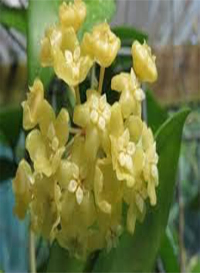 GGOOT seeds Fresh 105pcs Hoya Flower Seeds for Planting Light Yellow