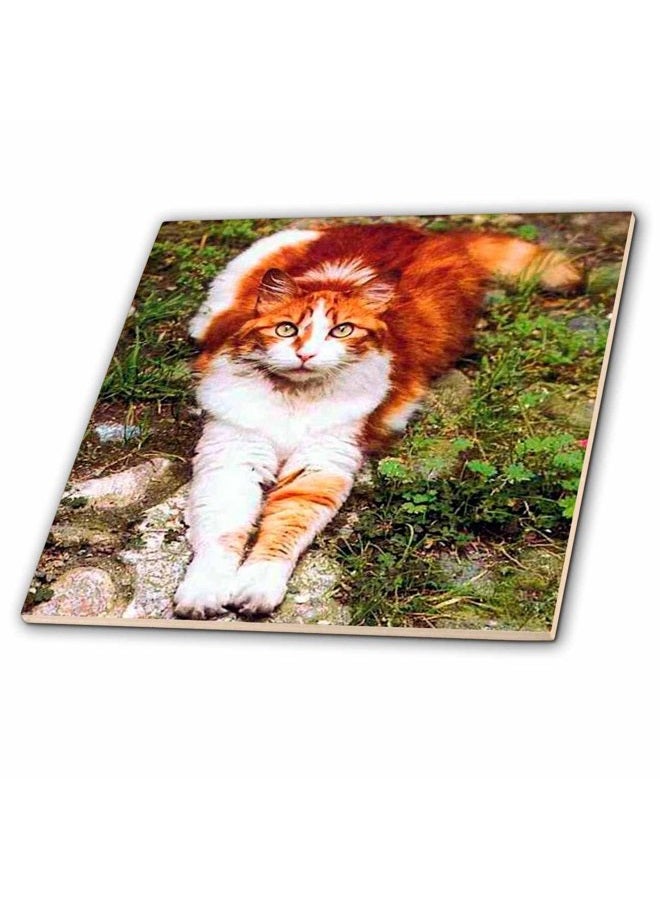 3DROSE Orange Cat - Ceramic Tile, 20cm - Image 2