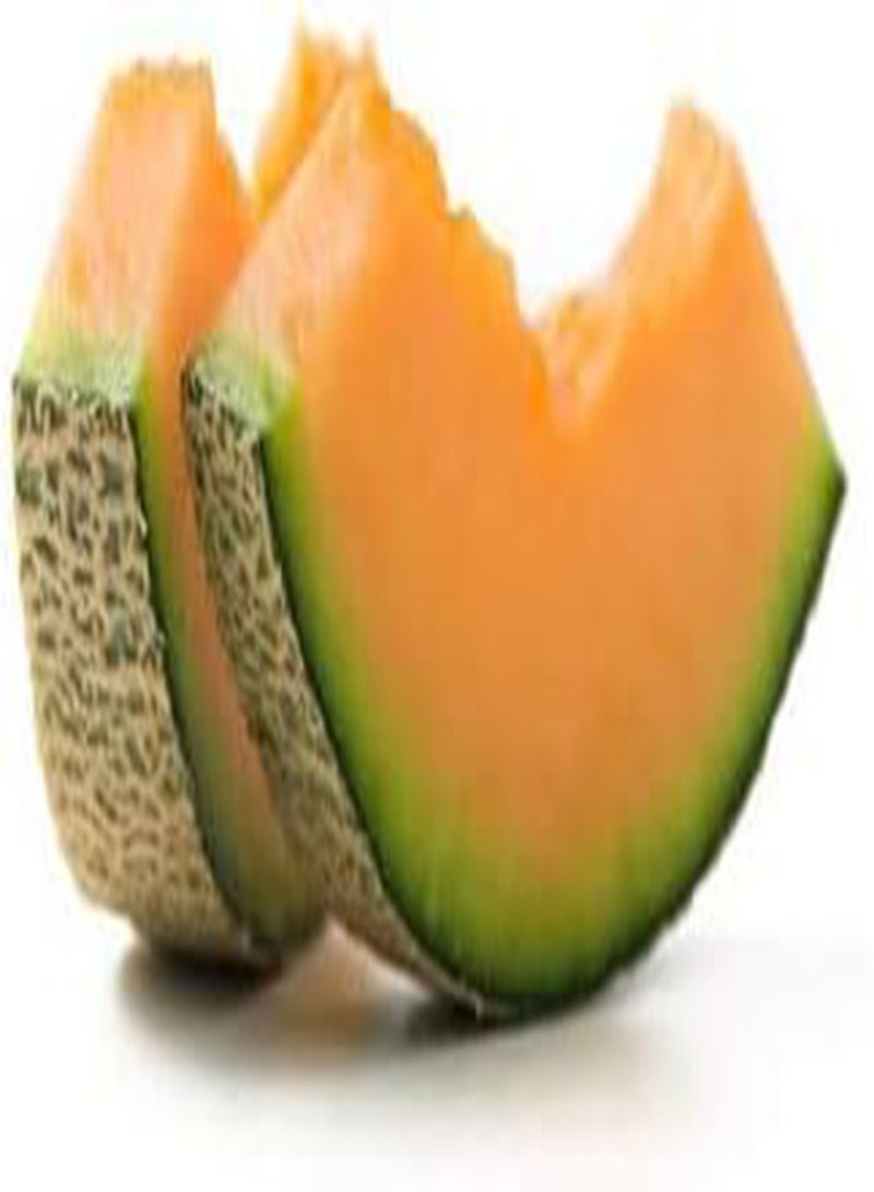 جي جوت 50 قطعة من بذور الشمام البرتقالي العصير الحلو الطازج سهل الزراعة قوي القدرة على التكيف مناسب للمبتدئين في زراعة النباتات المزخرفة دائمة الخضرة - Image 2